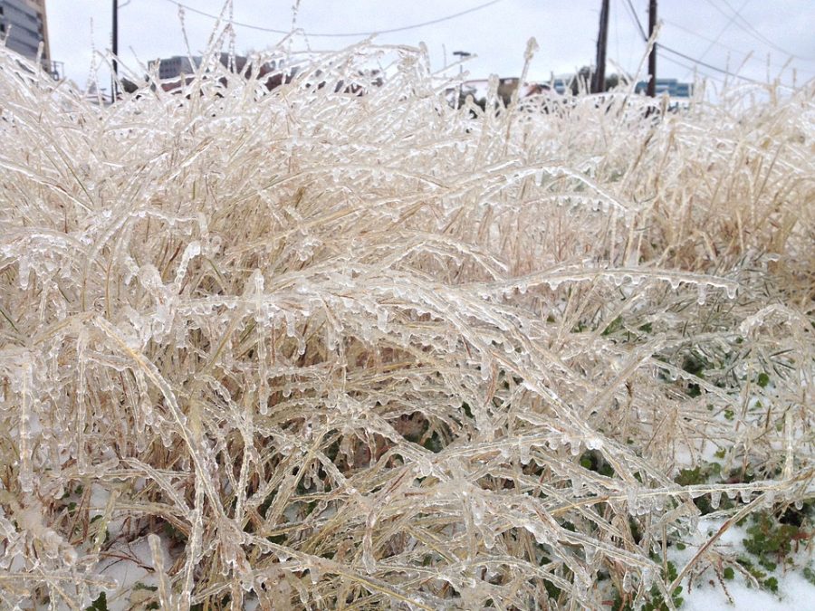 Plants frozen during intensely cold ice storm in Texas.