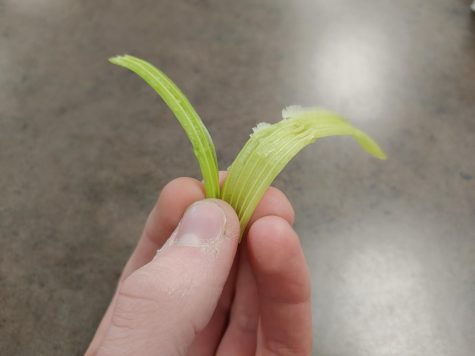 Peel of celery being held by five fingers in the air.