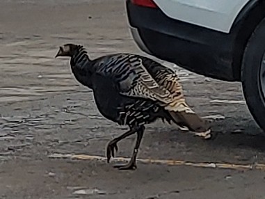 Big turkey standing on one foot in one of Sundances upper parking lots.